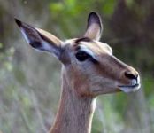 GazElla